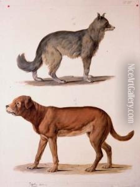 Studies Of Two Dogs Oil Painting - August Von Pelzeln
