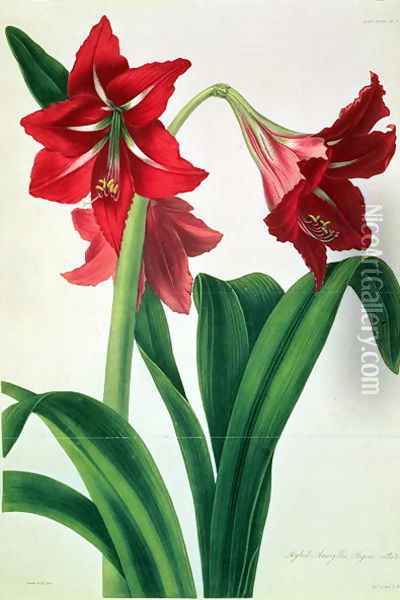 Hybrid Amaryllis Regina vittata Oil Painting - Barbara Cotton