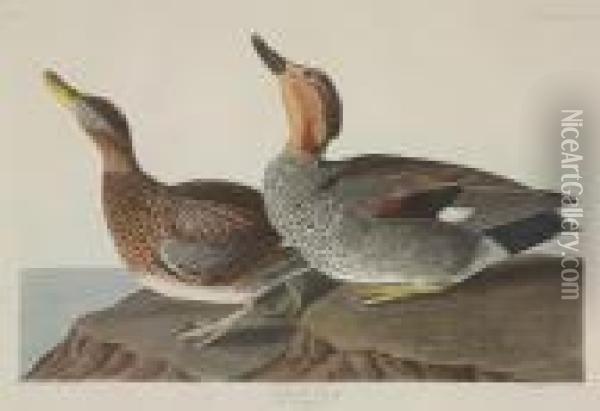 Gadwall Duck Oil Painting - John James Audubon