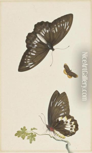 Three Butterflies Oil Painting - Herman Henstenburgh