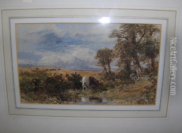 Cattle Watering, Pevensey Marsh Oil Painting - William James Bennett