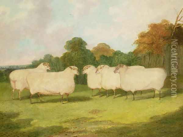 Study of Sheep in a Landscape Oil Painting - Richard Whitford