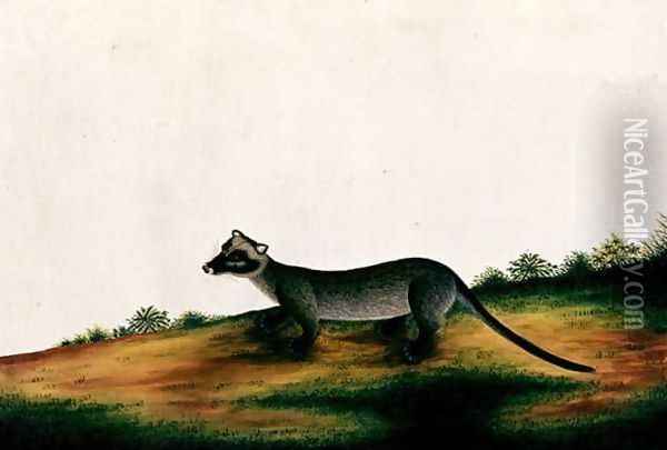 Furred Animal, from 'Drawings of Animals, Insects and Reptiles from Malacca', c.1805-18 Oil Painting - Anonymous Artist
