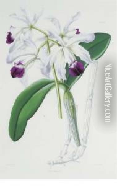 Select Orchidaceous Plants Oil Painting - Robert Warner
