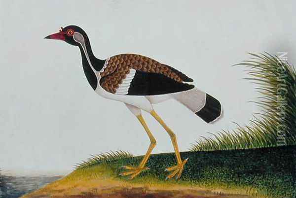 Tie Tieoo or Aian colan (Malay) from 'Drawings of Birds from Malacca', c.1805-18 Oil Painting - Anonymous Artist