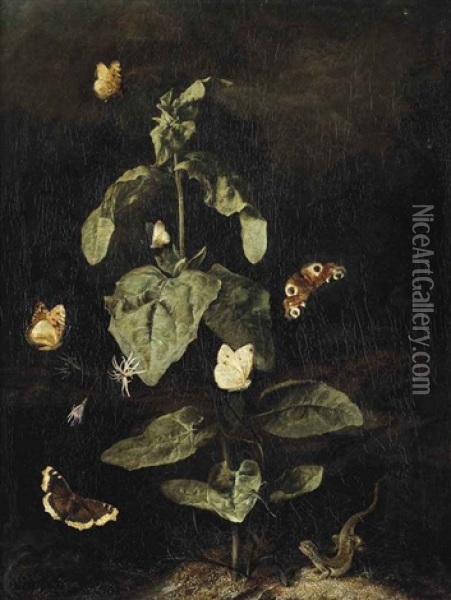 A Forest Floor Still Life With A Grand Surprise (nymphalis Antiopa), A Large Tortoiseshell (nymphalis Polychloros), A Small White (pieris Rapae)... Oil Painting - Otto Marseus van Schrieck