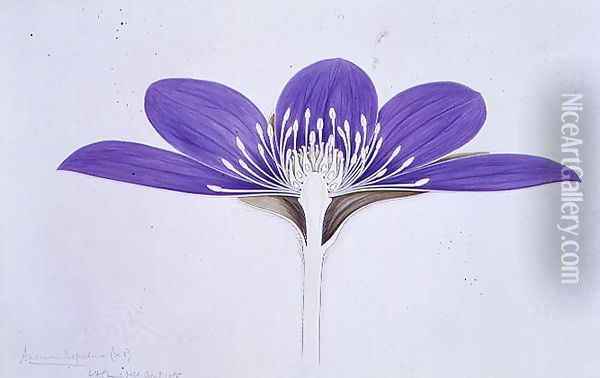 Drawing 1-4 Anemone hepatica, 1905 Oil Painting - Arthur Henry Church