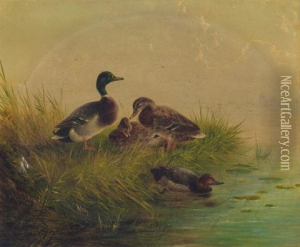 Ducks On A Riverbank Oil Painting - August Knip