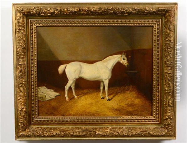 Portrait Of A White Stallion Rw Oil Painting - Harry Hall