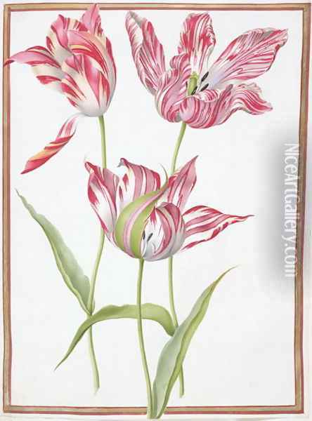 Three Broken Tulips Oil Painting - Nicolas Robert