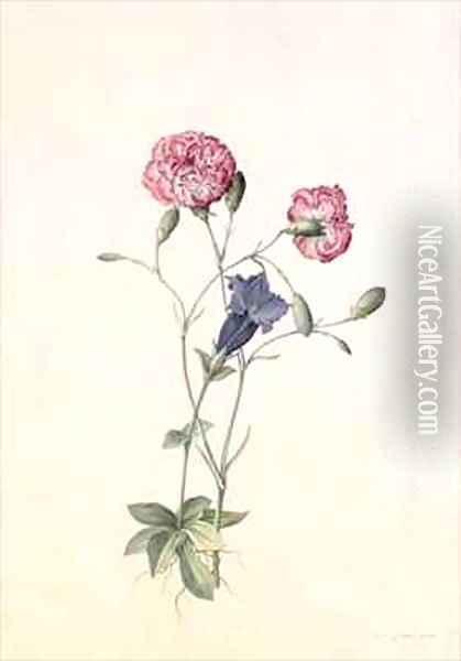 Carnation and Gentian Oil Painting - Georg Dionysius Ehret