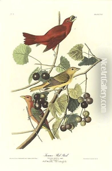 Summer Red Bird (Plate Xliv) Oil Painting - John James Audubon