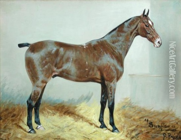 Sunflower, A Racehorse Oil Painting - George Paice