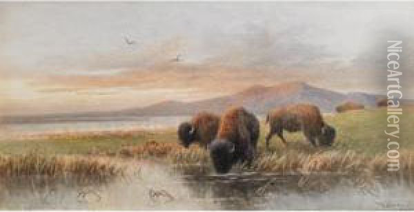 Buffalo Grazing, Evening Oil Painting - Frederick Arthur Verner