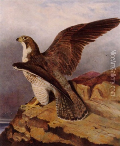 A Peregrine Falcon Perched On A Rock Oil Painting - Frederick Richard Lee
