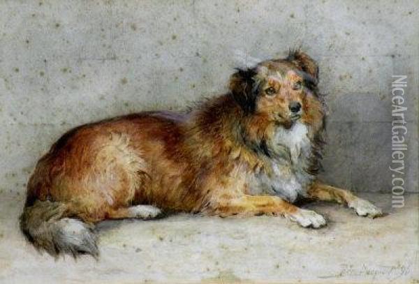 Study Of A Sheep Dog Oil Painting - Percy Thomas Macquoid