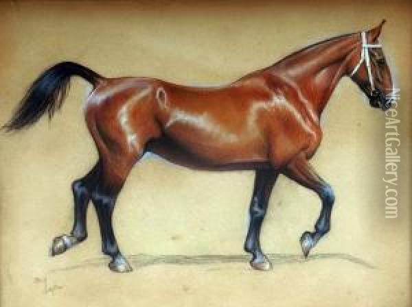 Study Of A Bay Hunter Trotting Oil Painting - Cecil Charles Aldin