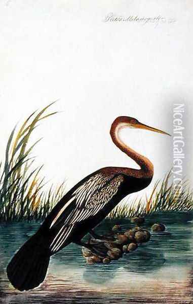 Boorong Maudang, Plotus Melangaster, from 'Drawings of Birds from Malacca', c.1805-18 Oil Painting - Anonymous Artist