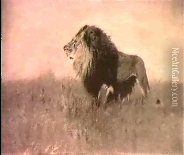 King Of The Jungle - A Study Oil Painting - Wilhelm Friedrich Kuhnert