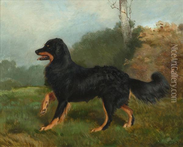 Sharp,
Brother Of Fern, A Collie Dog Oil Painting - Charles Burton Barber