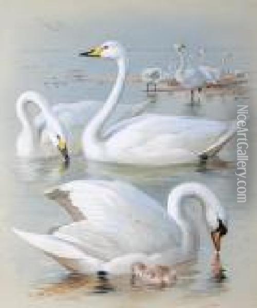 'bewick's Swan, Whooper Swan And Muteswan' Oil Painting - Archibald Thorburn