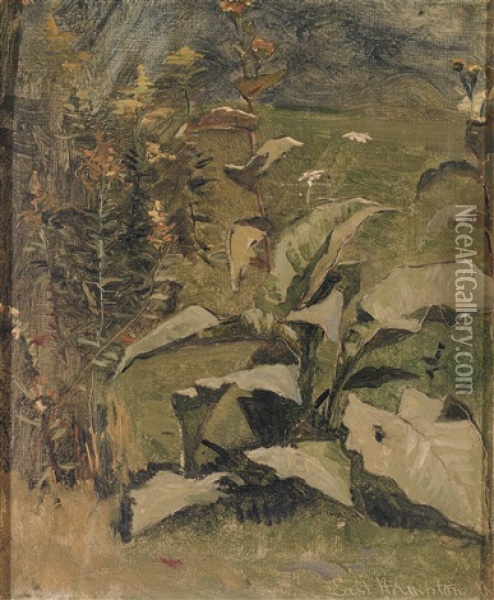 Sonnig Beleuchtete Tabakpflanze Auf Freiem Feld Oil Painting - Charles Edouard du Bois