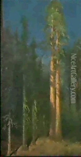 California Redwoods Oil Painting - Albert Bierstadt