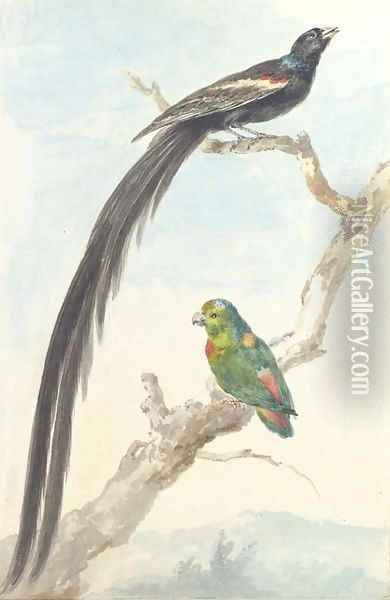 A Bird of paradise and a Parokeet Oil Painting - Aert Schouman