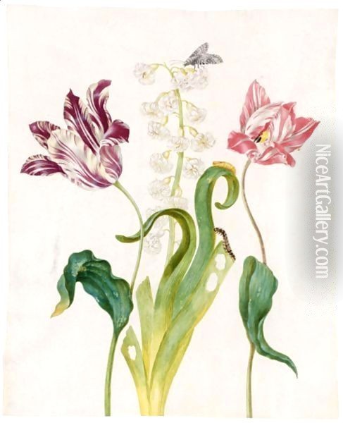 A White And Violet Tulip, A Hyacinth, A White And Red Tulip And A Marbled Tuffett And Its Pupa And Caterpillar Oil Painting - Johanna Helena Herolt Graff