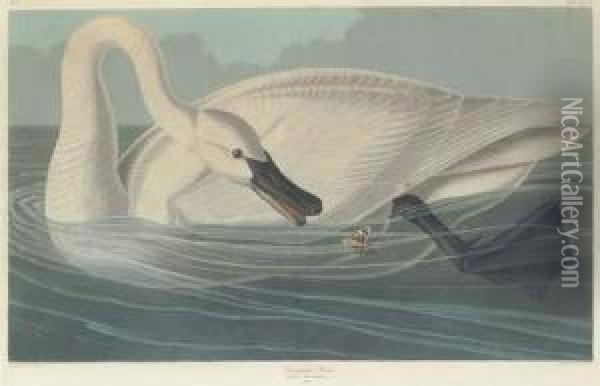 Trumpeter Swan Oil Painting - Robert I Havell