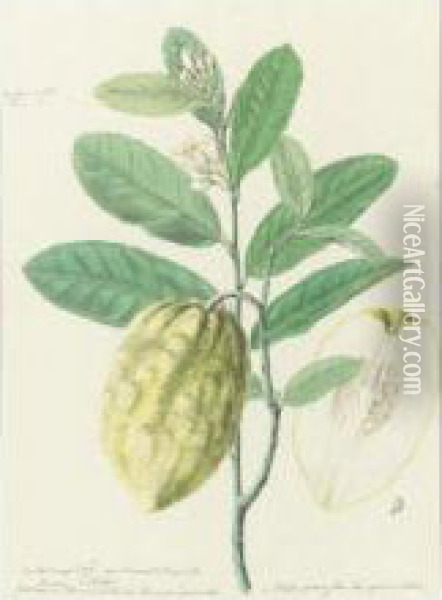 Botanical Drawing Of A Lemon Plant Oil Painting - J. Tarrant