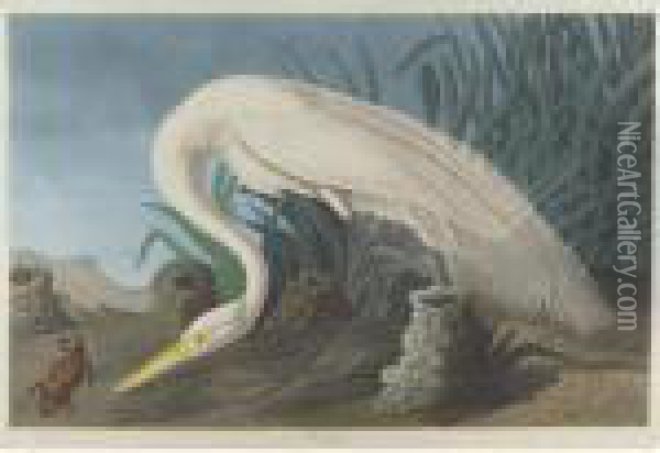 White Heron (plate Ccclxxxvi) Oil Painting - John James Audubon