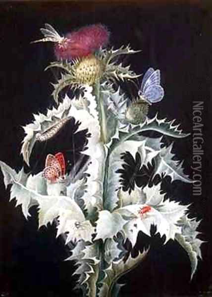 A Study of a Thistle with Insects 2 Oil Painting - Barbara Regina Dietzsch