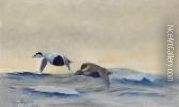 Ejderpar Over Havet Oil Painting - Bruno Andreas Liljefors