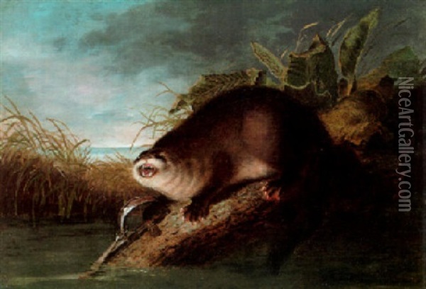 Otter In A Trap Oil Painting - John James Audubon