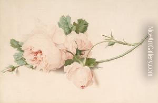 Rose Oil Painting - Gerard Van Spaendonck
