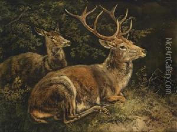 Red Deer Oil Painting - August Schleich