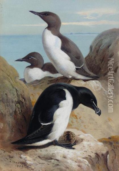 Razorbill And Two Guillemots Oil Painting - Archibald Thorburn