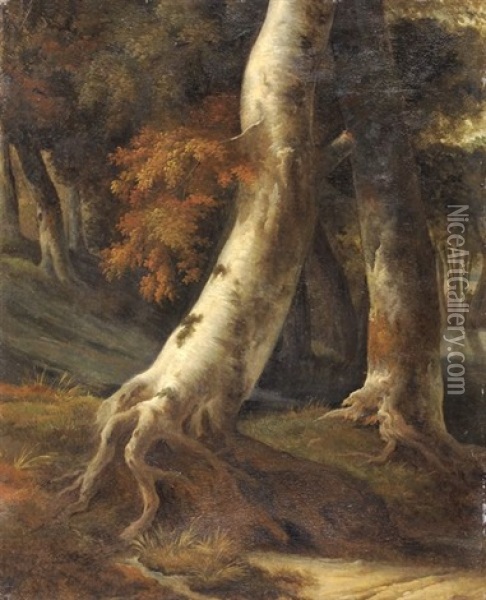 Tronc D'arbre (study) (after Ruisdael) Oil Painting - Achille Etna Michallon