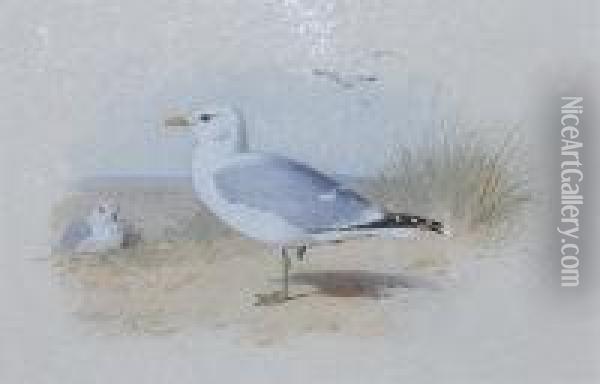 Common Gull Oil Painting - Archibald Thorburn