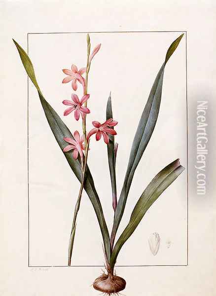 Gladiolus Merianus Oil Painting - Pierre-Joseph Redoute