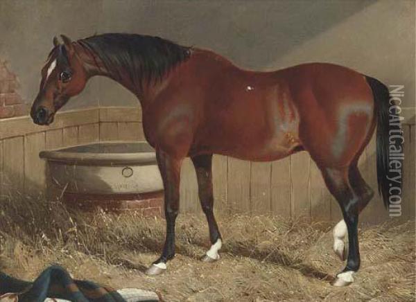 A Light Brown Racehorse In A Stable Oil Painting - John Frederick Herring Snr