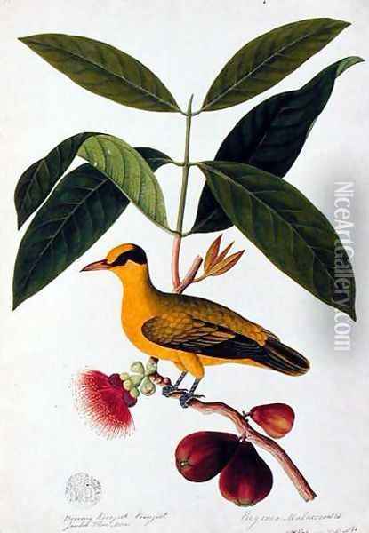Boorong koonjiet koonjiet, Jambo Flore mera, from 'Drawings of Birds from Malacca', c.1805-18 Oil Painting - Anonymous Artist