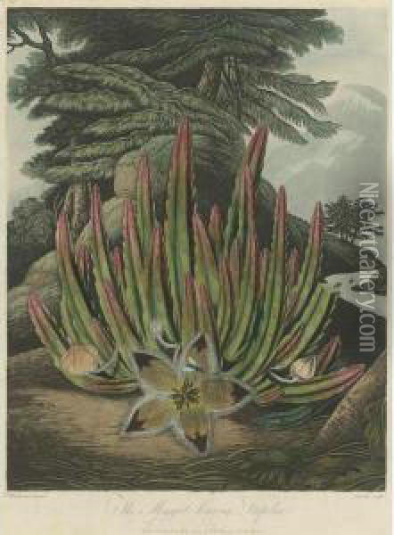 Temple Of Flora: The Maggot-bearing Stapelia Oil Painting - John Robert Wildman