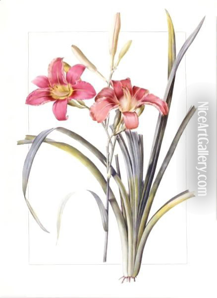 Hemerocallis Fulva 'Day Lily' Oil Painting - Pierre-Joseph Redoute