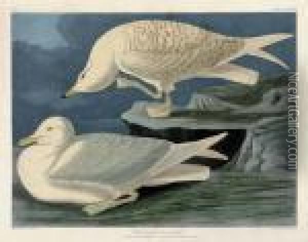 White-winged Silvery Gull (plate Cclxxxii) Oil Painting - John James Audubon
