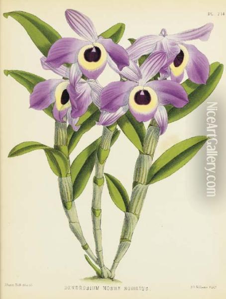Orchid Album, Comprising Colored Figures And Decriptions Of Newrare And Beautiful Orchidaceous Plants: Six Plates Oil Painting - John Nugent Fitch