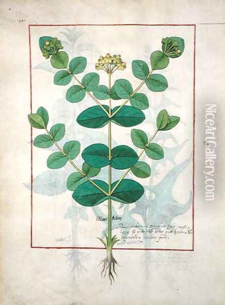 Flower, Illustration from the Book of Simple Medicines by Mattheaus Platearius d.c.1161 c.1470 Oil Painting - Robinet Testard
