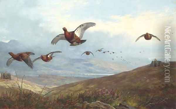 Grouse shooting Oil Painting - Archibald Thorburn