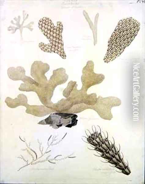 Shells and Marine Flora Oil Painting - Sydenham Teast Edwards